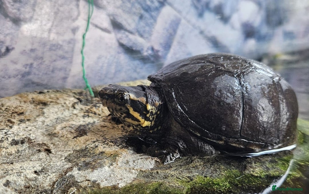 Turtle reptiles for sale: Healthy Musk Turtle for Sale – Ilford, London - Image 4