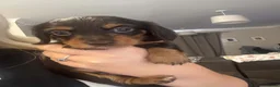 Dachshund dogs for sale: 3 Long haired miniature dachshunds - Advert 9