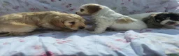 Cockapoo dogs for sale: F1 cockapoo puppies  - Advert 12