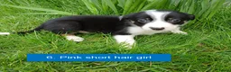 Border Collie dogs for sale: Pedigree tri-colour border collie puppies in Huntly - Advert 10