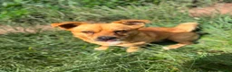 Mixed Breed dogs for adoption: Ernie - Advert 6