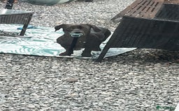 Mixed Breed dogs for sale: Beautiful 6 Month old Bulldach for sale  - Image 5