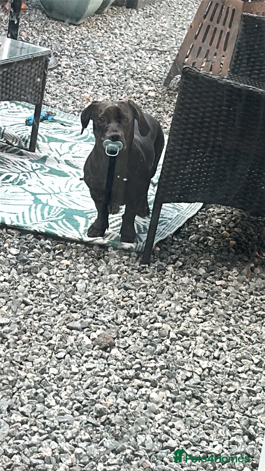 Mixed Breed dogs for sale: Beautiful 6 Month old Bulldach for sale  - Image 5