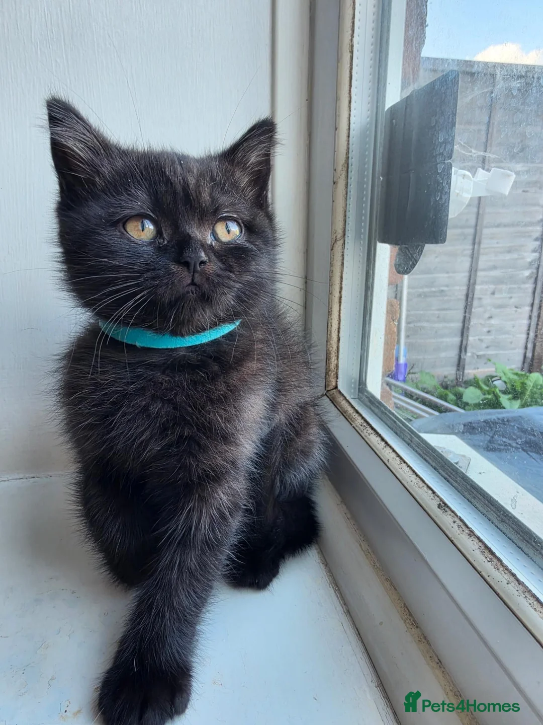 British Shorthair cats for sale: British Shorthair - Advert 1
