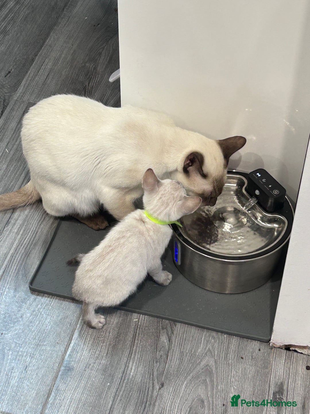 Siamese cats for stud: 🍫 CHOCCY POINT WEDGEHEAD TYPE SIAMESE STUD - Advert 3