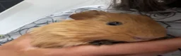 Guinea Pig rodents for sale: Pair of guinea pigs FREE in Redcar - Advert 2