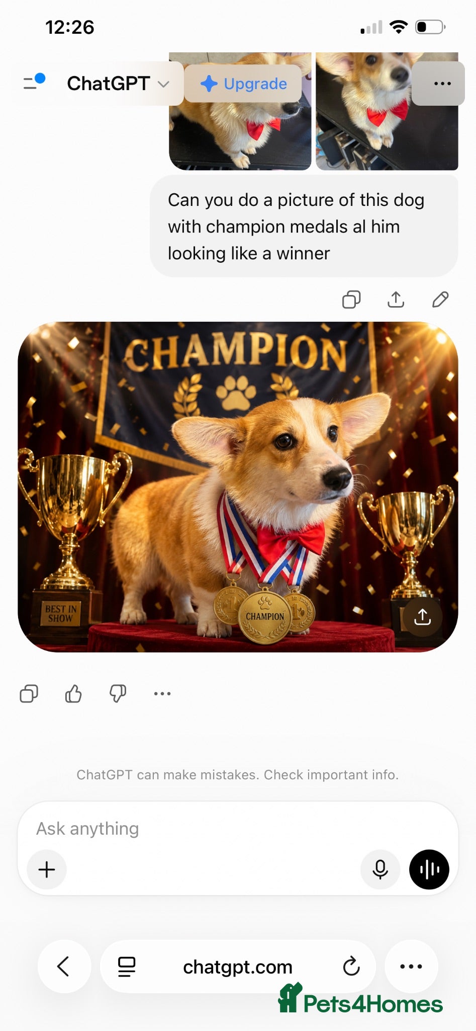 Welsh Corgi Pembroke dogs Quality Proven Welsh Pembroke Corgi for stud  - Advert 11