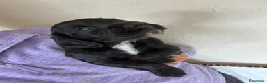 Cocker Spaniel 5