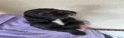 Cocker Spaniel dogs for sale: Working bred cocker spaniel pups  - Advert 7