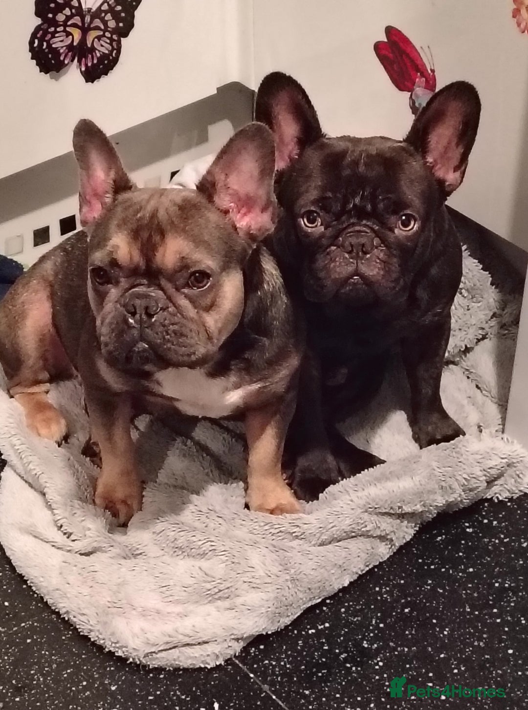 French Bulldog dogs for sale: Frenchies - Advert 1