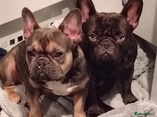 French Bulldog dogs Frenchies - Advert 6