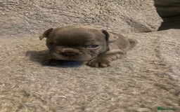 French Bulldog dogs for sale: Beautiful French bulldog puppies  - Image 26