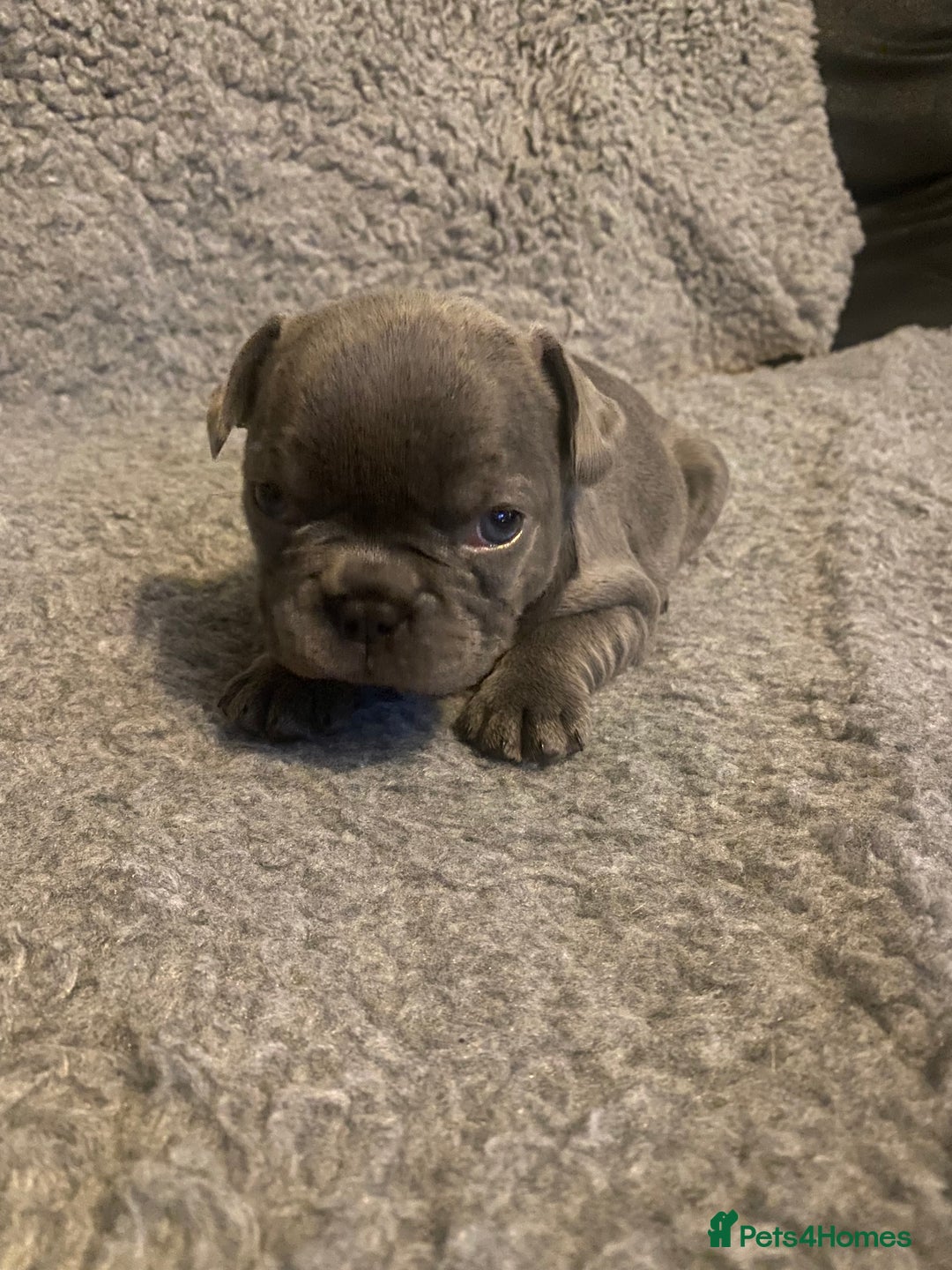 French Bulldog dogs for sale: Beautiful French bulldog puppies  - Image 26