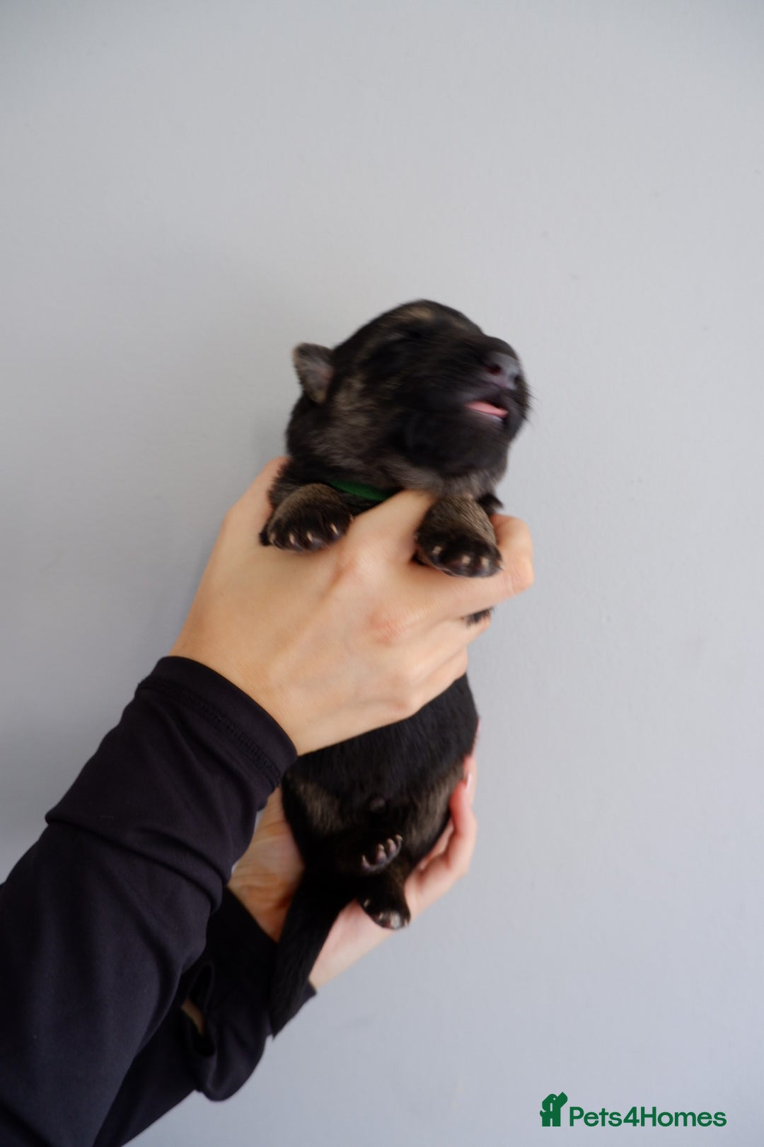 German Shepherd dogs for sale: 7 CHUNKY GERMAN SHEPHERD PUPPIES KC REGISTERED - Image 17