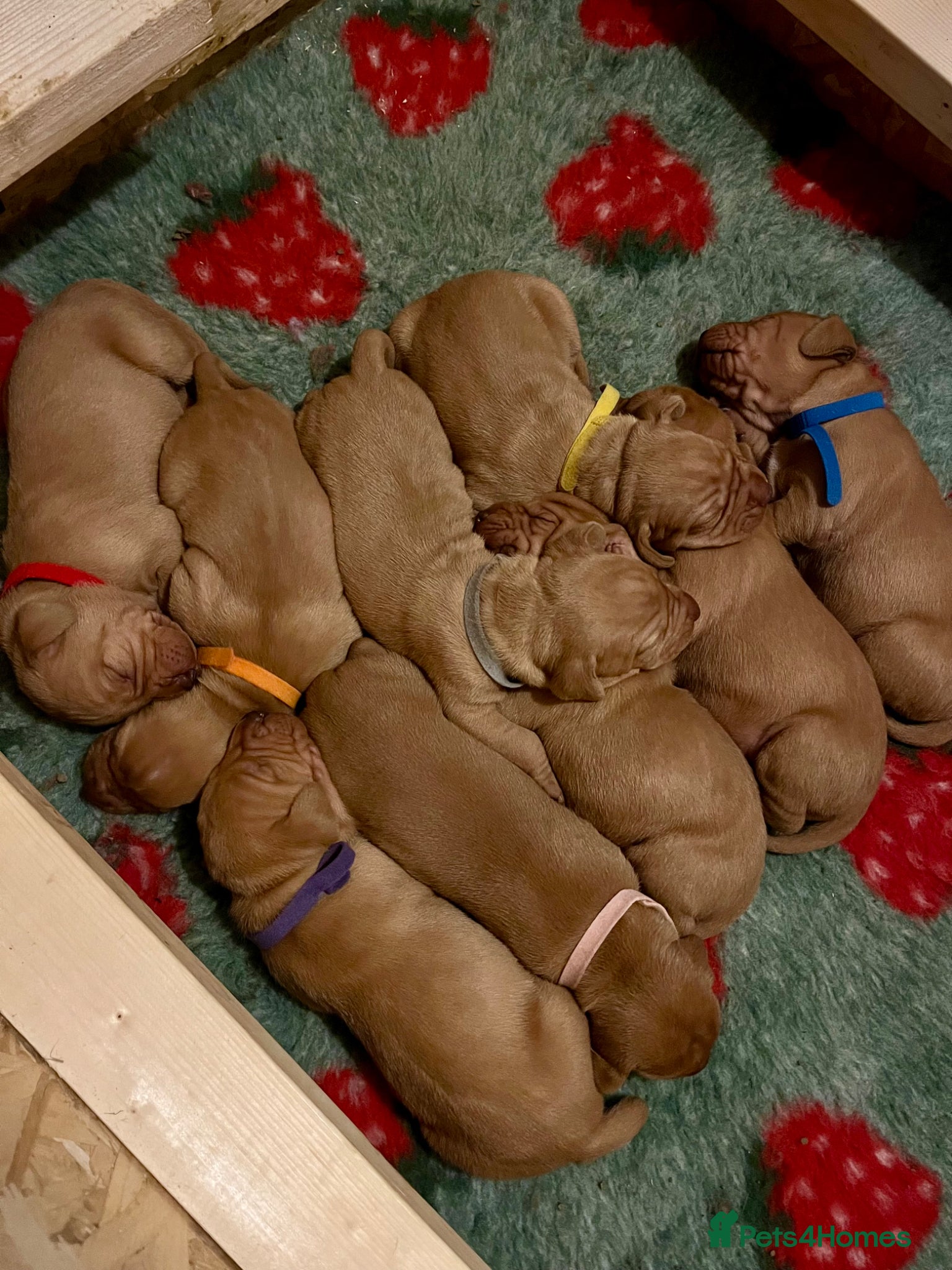 Hungarian Vizsla dogs for sale: Championship Bloodline Pedigree Hungarian Vizsla - Advert 13