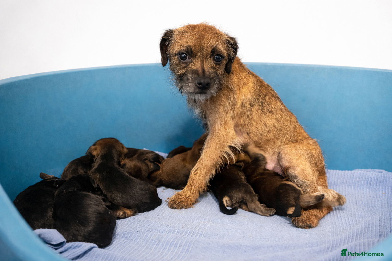 Border Terrier dogs Border terrier pups - Advert 4