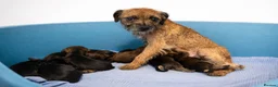 Border Terrier dogs for sale: Border terrier pups - Advert 1