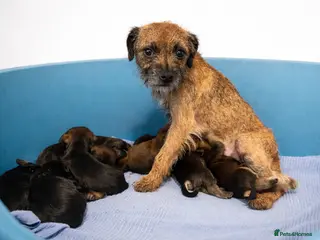 Border Terrier dogs Border terrier pups - Advert 12