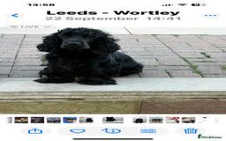Cocker Spaniel dogs for sale:  Show Cocker spaniel puppies - Image 11