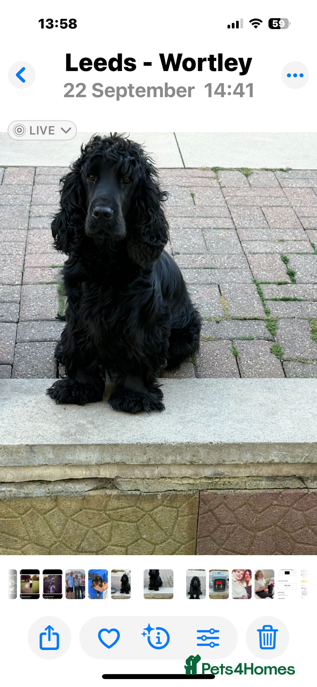 Cocker Spaniel dogs for sale:  Show Cocker spaniel puppies - Image 11