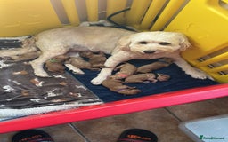 Cockapoo dogs for sale: Cockapoo’s 6 boys 2 girls  - Image 10