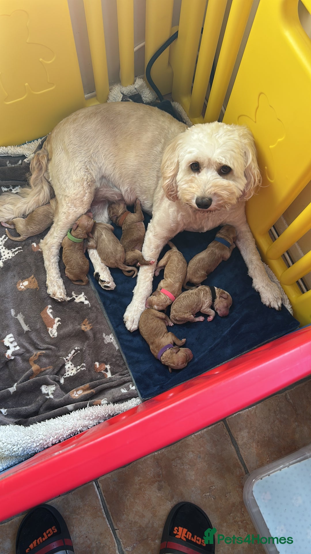 Cockapoo dogs for sale: Cockapoo’s 6 boys 2 girls  - Image 10