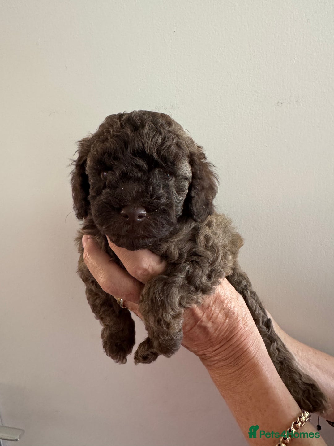 Cavapoo dogs for sale: Beautiful Toy F1b Cavapoo puppies  in Liskeard - Image 26