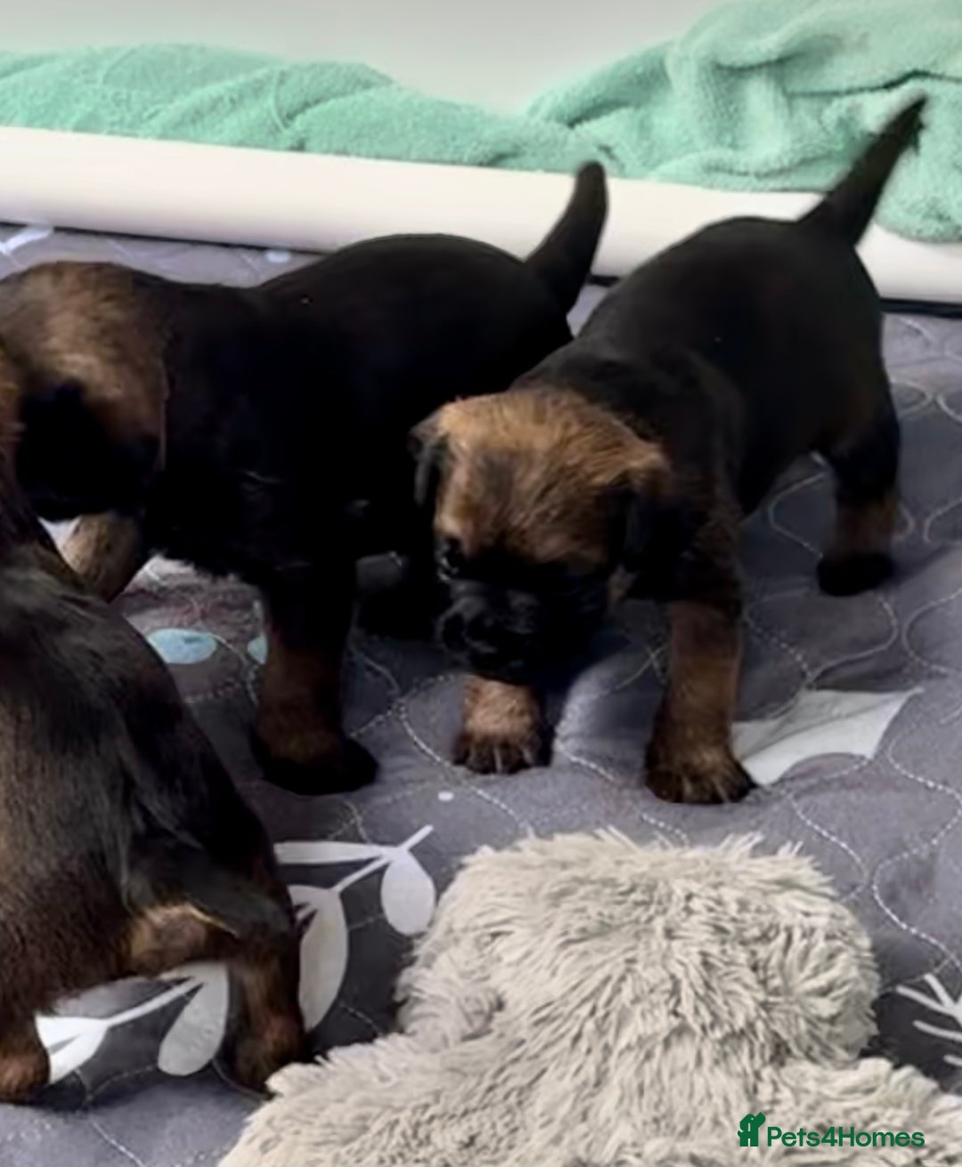 Border Terrier dogs for sale: Slem clear KC Registered  Border Terriers  - Image 11