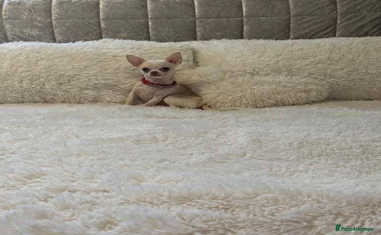 Chihuahua dogs free to a good home - Advert 2