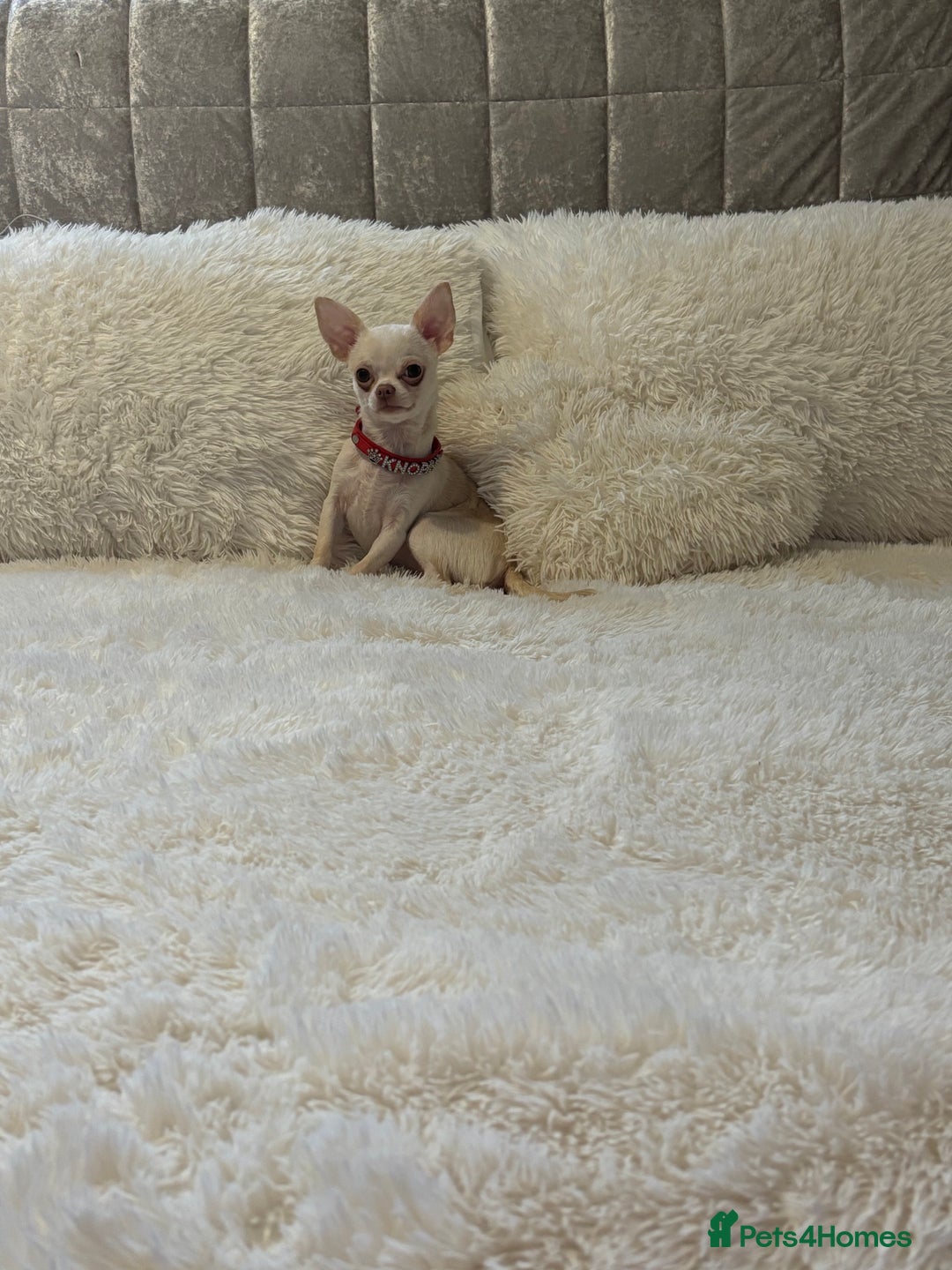 Chihuahua dogs for sale: free to a good home - Advert 1