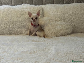 Chihuahua dogs free to a good home - Advert 1
