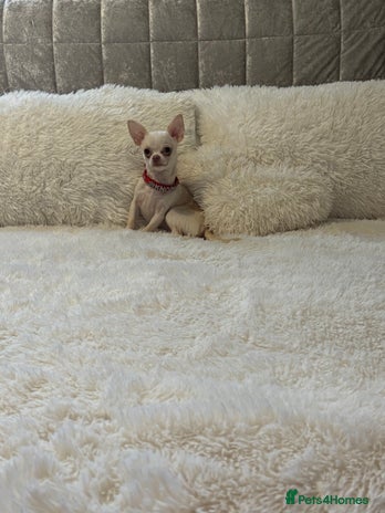 Chihuahua dogs free to a good home - Advert 1