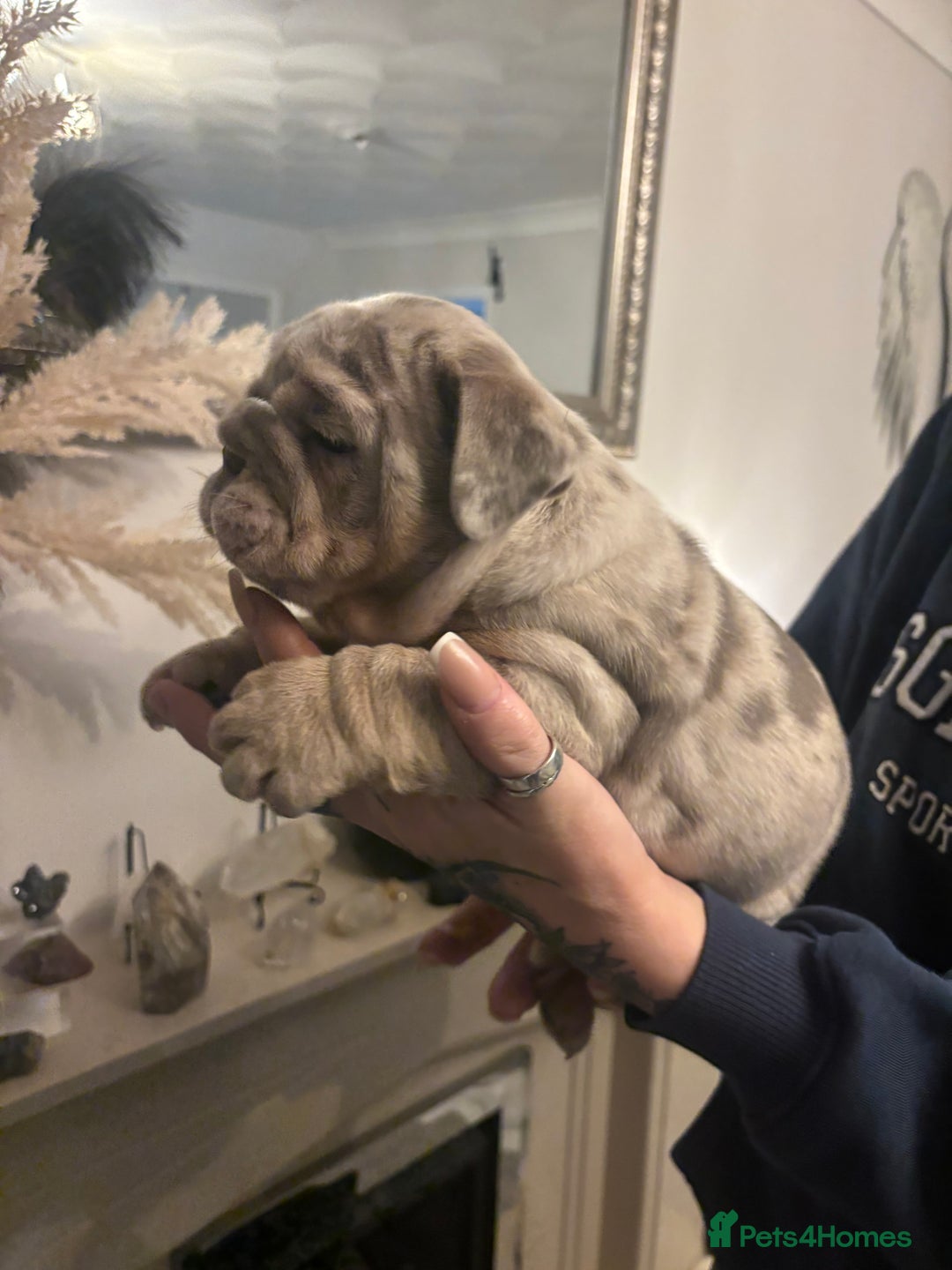 English Bulldog dogs for sale: Amazing quality British bulldog pups  - Advert 4