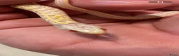 Garter Snake reptiles for sale: Albino and Het Albino checkered garter snakes. - Advert 5