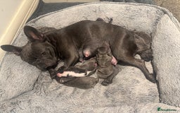 French Bulldog dogs for sale: French bulldog puppies, 4 girls and 3 boys - Image 8