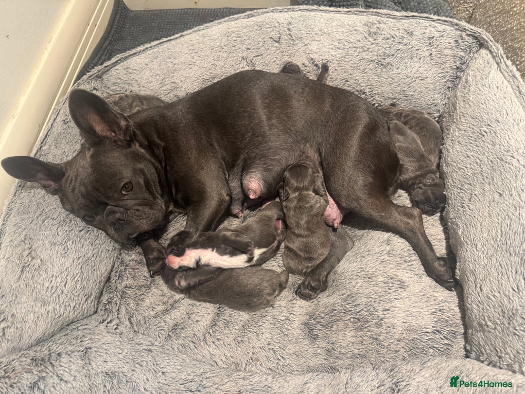 French Bulldog dogs for sale: French bulldog puppies, 4 girls and 3 boys - Image 8