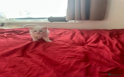 Mixed Breed cats for sale: 4 beautiful kitten - Image 8