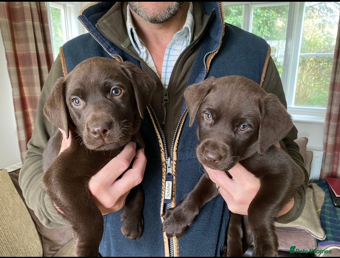Labrador Retriever dogs 5 ⭐️  **  CHOCOLATE KC REG VET CHECKED, 1ST VAC - Advert 3