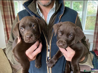 Labrador Retriever dogs 5 ⭐️ ** CHOCOLATE KC REG VET CHECKED, 1ST VAC - Advert 6