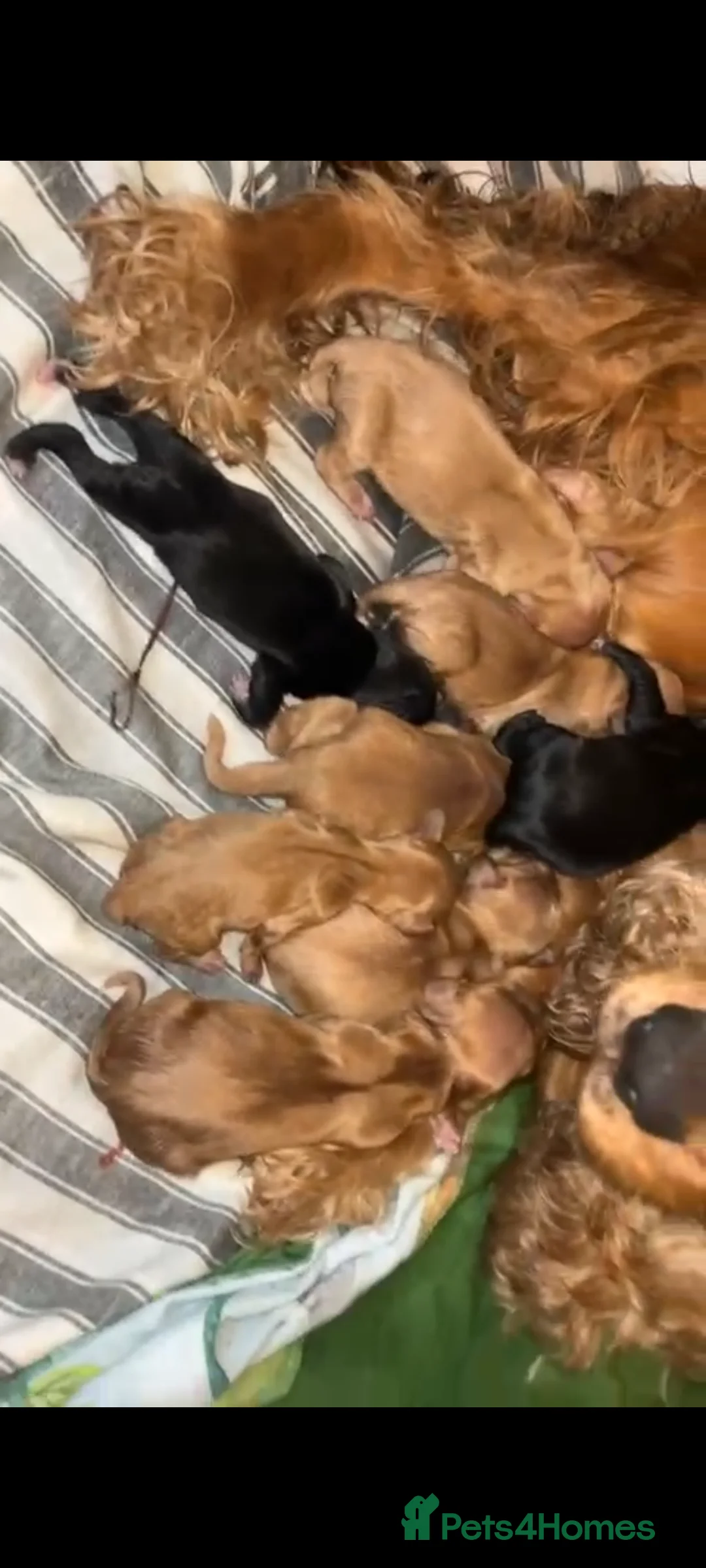 Cocker Spaniel dogs for stud: Bayley the cocker spaniel  in King's Lynn - Advert 8