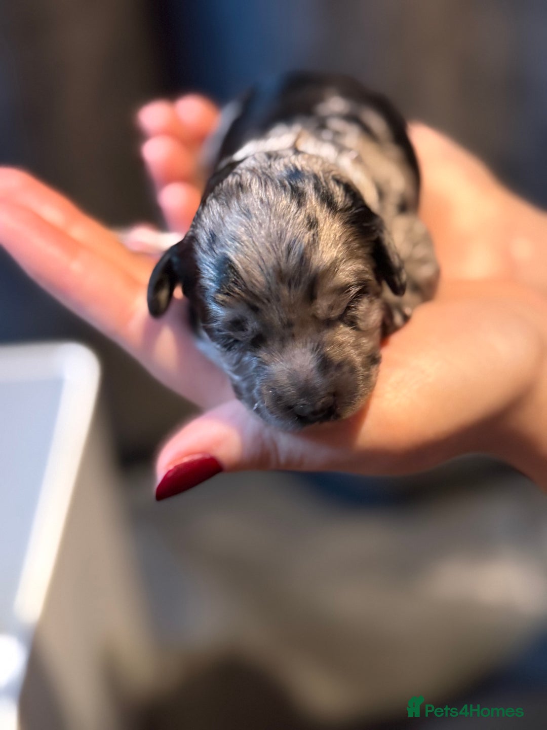 Cavapoo dogs for sale: F1b Health tested Phantom chocolate Merle Cavapoo - Advert 13