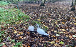 Ducks poultry for sale: Pekin Ducks, Pekin/Runner Ducks and Pekin Bantams - Advert 6