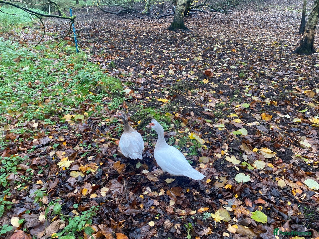 Ducks poultry for sale: Pekin Ducks, Pekin/Runner Ducks and Pekin Bantams - Advert 6