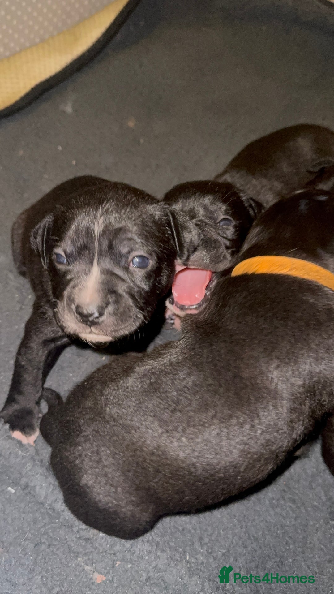 Staffordshire Bull Terrier dogs for sale: Gorgeous staffy puppies  - Advert 14