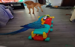 Macaws birds for sale: Blue & Gold Macaw For Sale - Image 4
