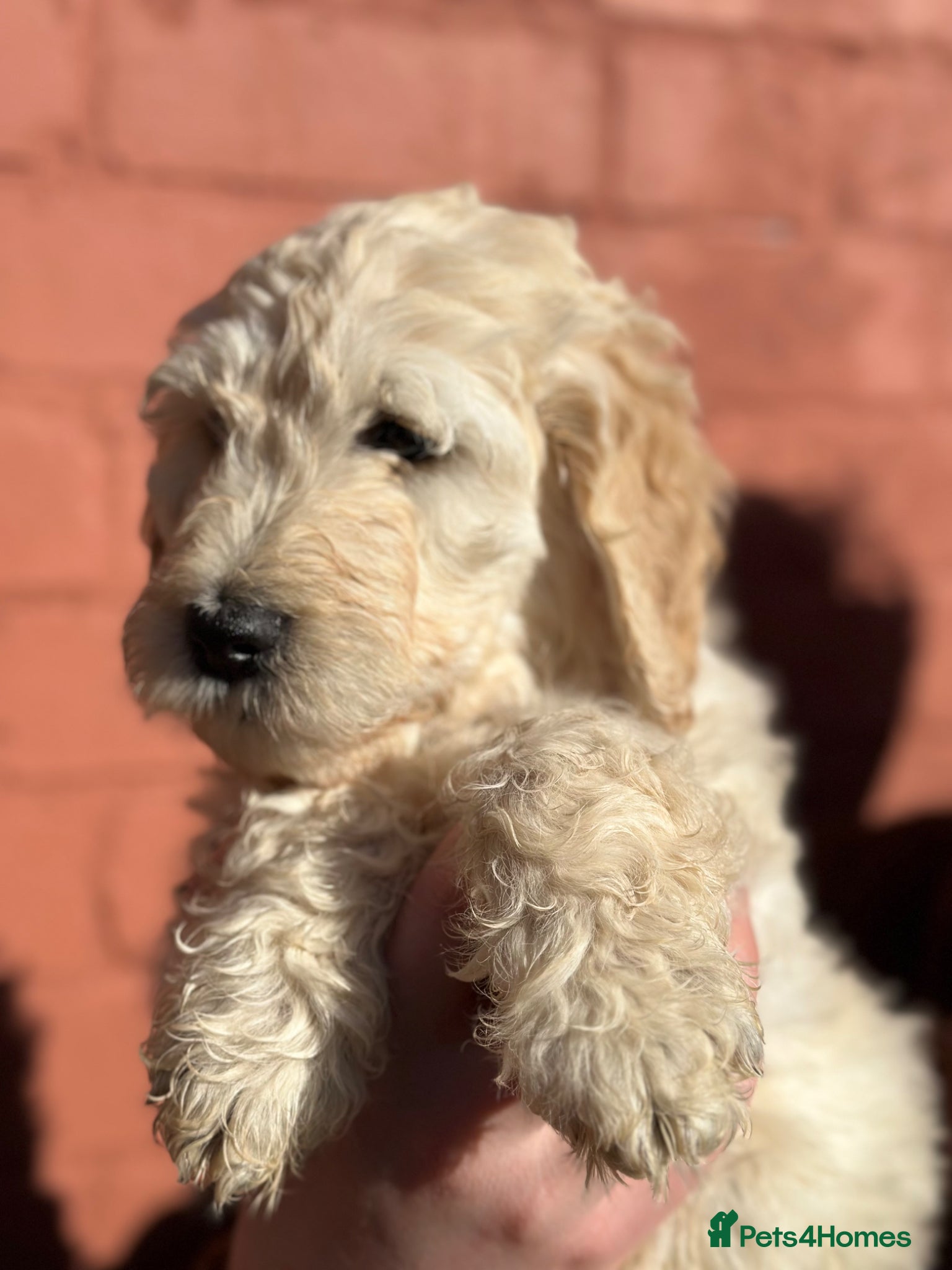 Goldendoodle dogs for sale: Goldendoodle pups health tested parents  - Advert 1