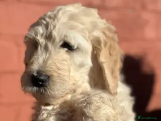 Goldendoodle dogs Goldendoodle pups health tested parents - Advert 5
