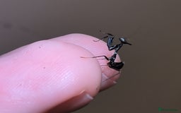 Praying Mantis invertebrates for sale: Ghost mantis nymphs - Advert 2