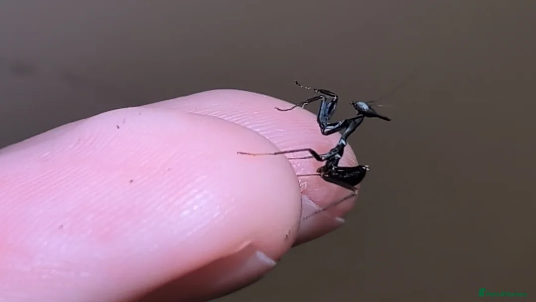 Praying Mantis invertebrates for sale: Ghost mantis nymphs. Ready to ship.  - Advert 2