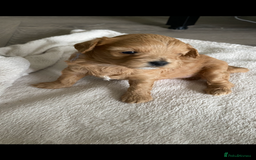 Shihpoo dogs for sale: F1B Toy Poodle 🔥 **READY TO GO** in Glasgow - Image 8